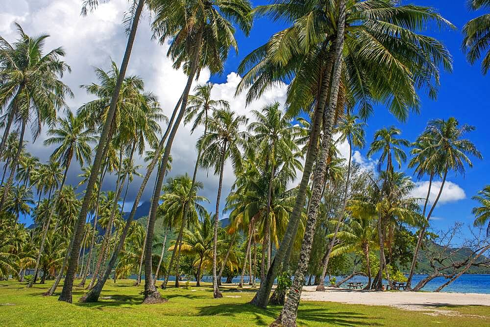 Public beach Opunohu Beach and Ta'ahiamanu beach in Moorea, Cook's Capitan Bay, French Polynesia, Society Islands, South Pacific.