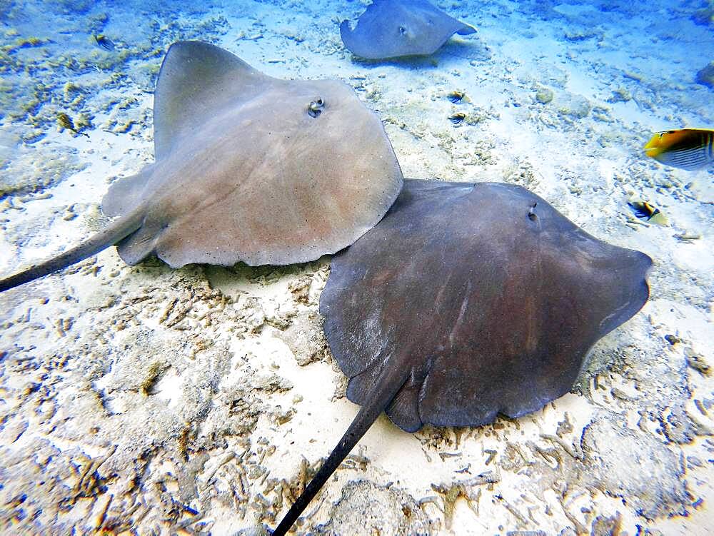 Sting rays in the shallow waters of the Bora Bora lagoon, Moorea, French Polynesia, Society Islands, South Pacific. Cook's Bay.