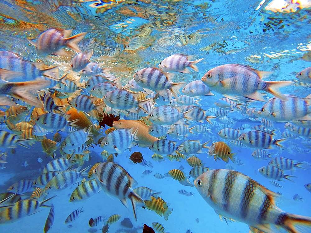 Snorkeling excursion in the shallow waters of the Bora Bora lagoon, Moorea, French Polynesia, Society Islands, South Pacific. Cook's Bay.