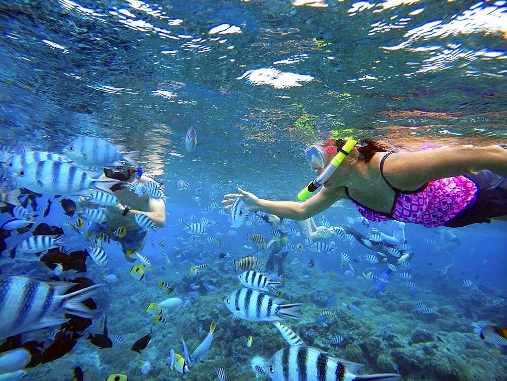 Snorkeling excursion in the shallow waters of the Bora Bora lagoon, Moorea, French Polynesia, Society Islands, South Pacific. Cook's Bay.