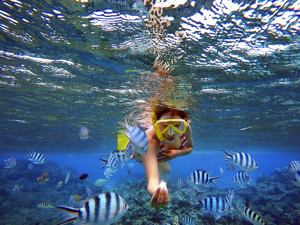 Snorkeling excursion in the shallow waters of the Bora Bora lagoon, Moorea, French Polynesia, Society Islands, South Pacific. Cook's Bay.