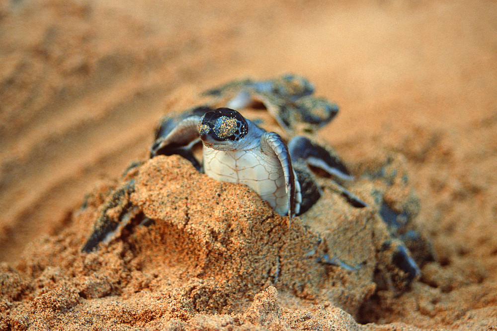 Green sea turtles hatching, Chelonia mydas, Fernando de Noronha, Pernambuco, Brazil.