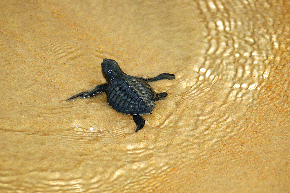 Olive ridley turtle hatchling, Lepidochelys olivacea, Costa do Sauipe, Bahia, Brazil (South Atlantic)