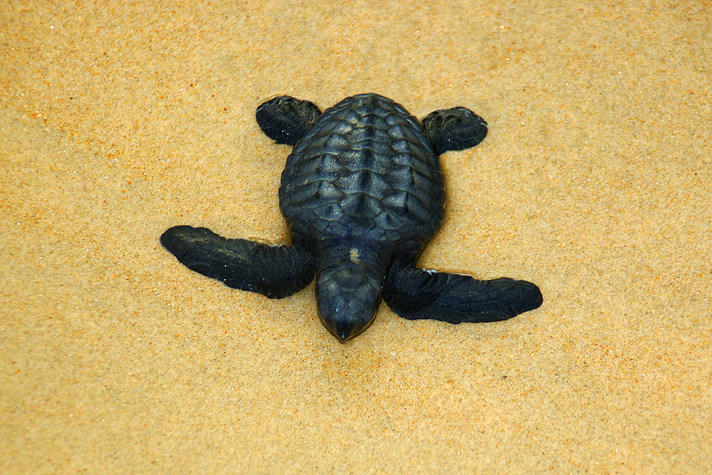 Olive ridley turtle hatchling, Lepidochelys olivacea, Costa do Sauipe, Bahia, Brazil (South Atlantic)