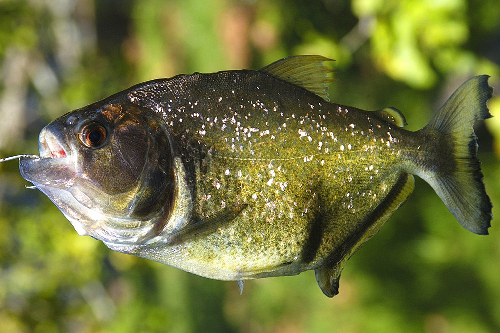 Piranha (Pygocentrus nattereri), a carnivorous fish, caught on a line, southern Pantanal, Mato Grosso do Sul, Brazil