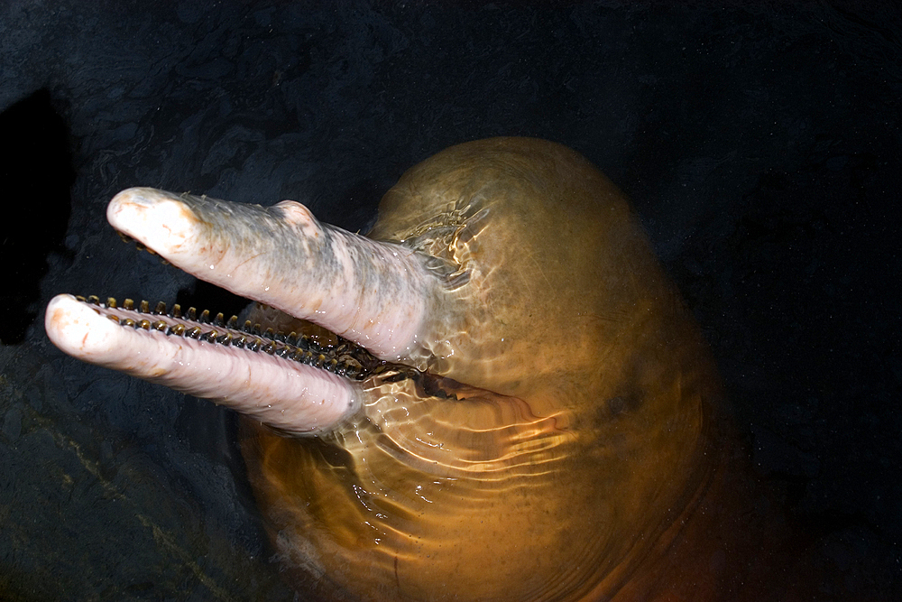 Pink river dolphin or boto, Inia geoffrensis, Negro River, Amazonas, Brazil