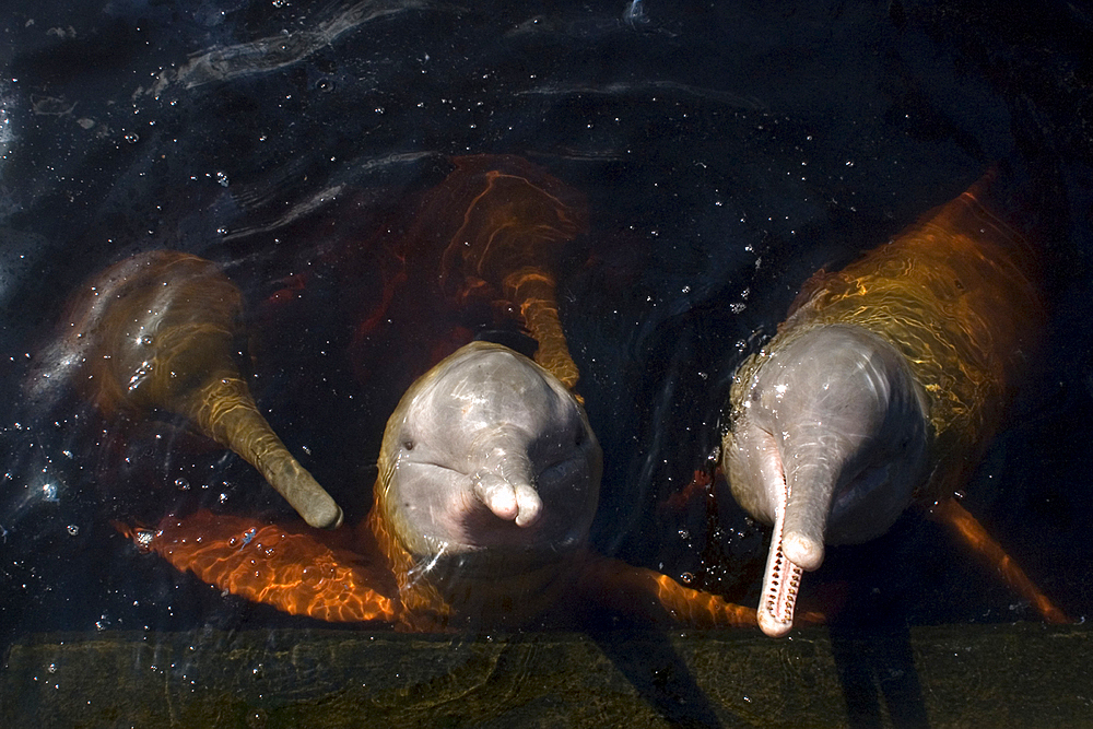 Pink river dolphin or boto, Inia geoffrensis, Negro River, Amazonas, Brazil