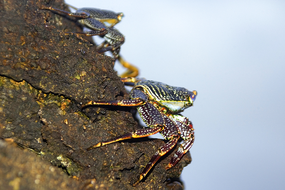 Red rock crab, Grapsus grapsus, St. Peter and St. Paul's rocks, Brazil, Atlantic Ocean