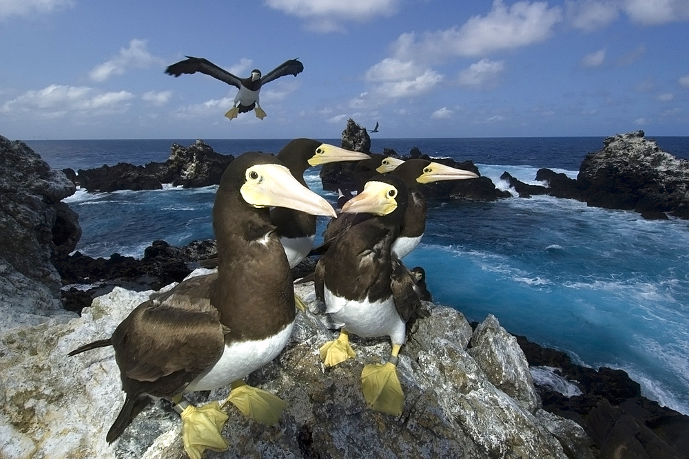 Brown boobies, Sula leucogaster, and bay, St. Peter and St. Paul's rocks, Brazil, Atlantic Ocean