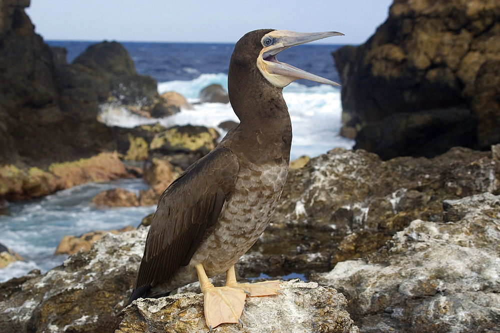 Brown booby, Sula leucogaster, mouth open, St. Peter and St. Paul's rocks, Brazil, Atlantic Ocean