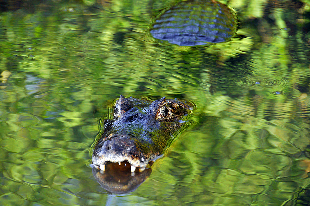 Pantanal caimans, Caiman crocodilus yacare, San Francisco Ranch, Miranda, Mato Grosso do Sul, Brazil