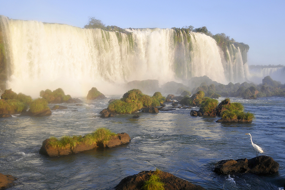 Egret, Egretta alba, at Iguassu Falls, Foz do IguaÁu, Parana, Brazil