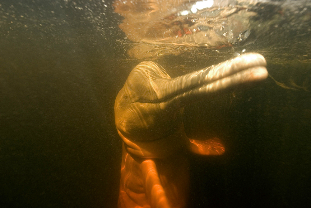 Pink river dolphin or boto, Inia geoffrensis, Negro River, Amazonas, Brazil