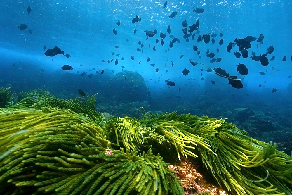 Green algae, Caulerpa racemosa and black durgon, Melichthys niger, schooling, St. Peter and St. Paul's rocks, Brazil, Atlantic Ocean