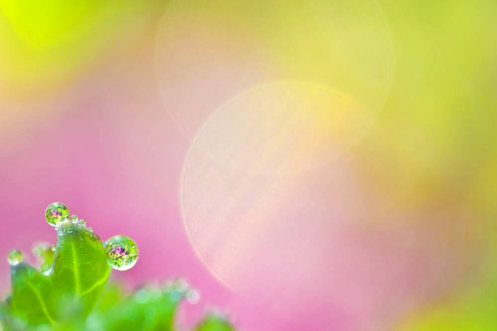 Colorful pattern of raindrops and flower petals.