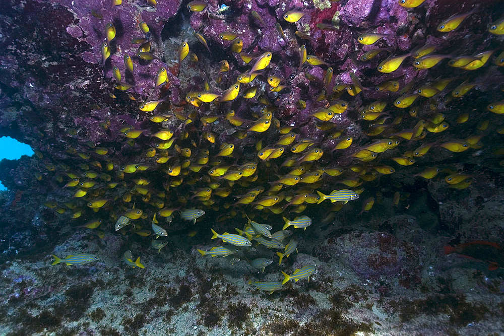 Glassy sweepers, Pempheris schomburgki, large aggregation, Fernando de Noronha, Pernambuco, Brazil