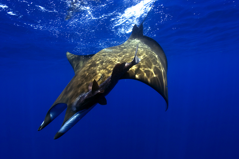 Mobula ray, Mobula tarapacana, and remoras, Remora remora, St. Peter and St. Paul's rocks, Brazil, Atlantic Ocean