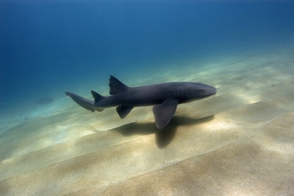 Nurse shark, Ginglymostoma cirratum, Fernando de Noronha, Pernambuco, Brazil, Atlantic Ocean