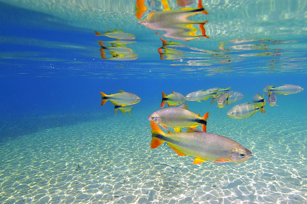 Characins or Piraputangas, Brycon hilarii, Balneario Municipal, Bonito, Mato Grosso do Sul, Brazil