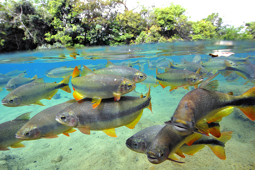 Characins or Piraputangas, Brycon hilarii, Balneario Municipal, Bonito, Mato Grosso do Sul, Brazil