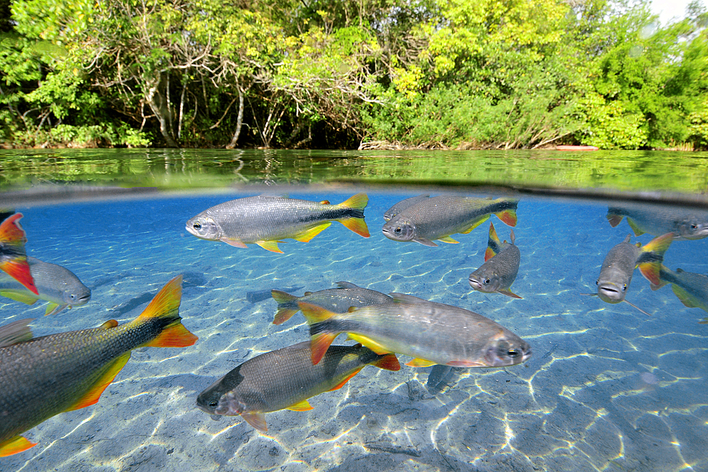 Characins or Piraputangas, Brycon hilarii, Balneario Municipal, Bonito, Mato Grosso do Sul, Brazil