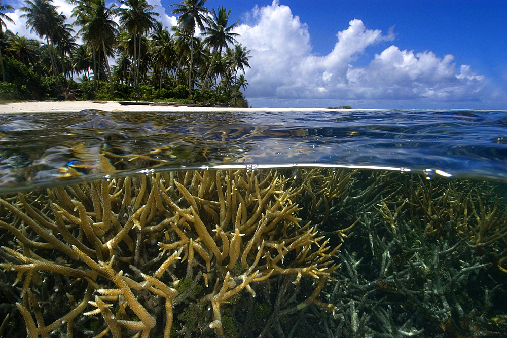 Split image of staghorn coral, Acropora sp., and island, Truk lagoon, Chuuk, Federated States of Micronesia, Pacific