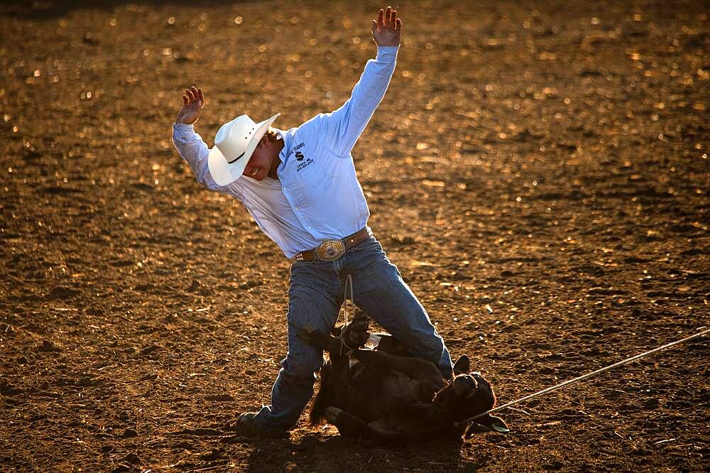 Cowboy competes at rodeo calf-roping event.