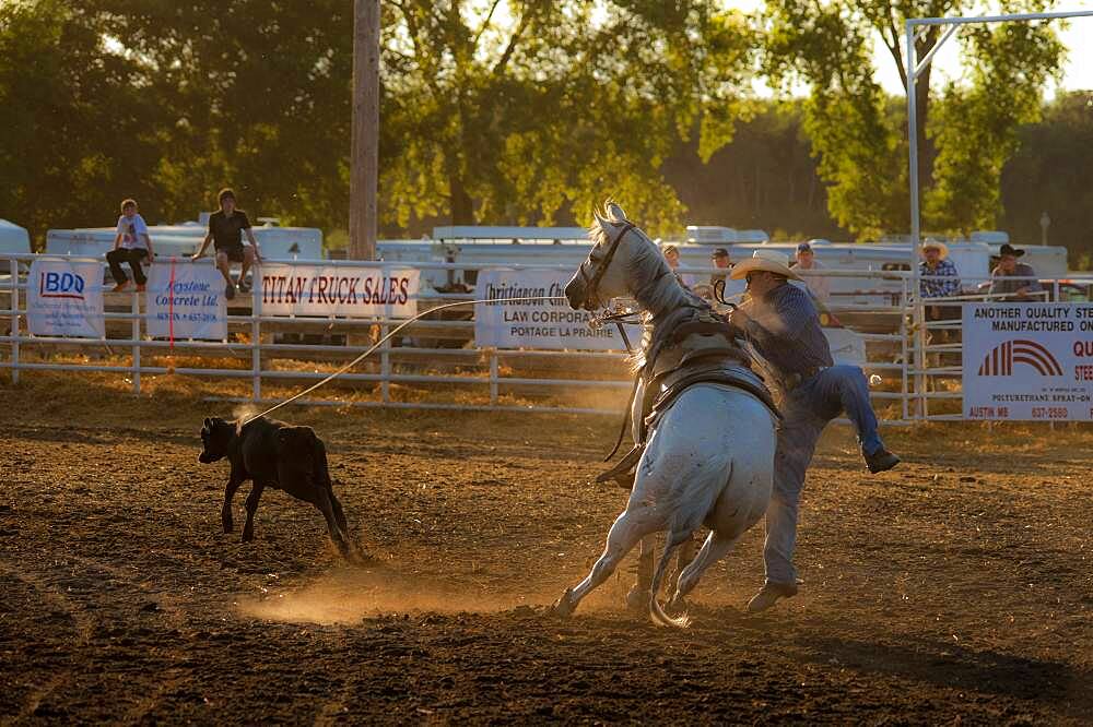 Cowboy competes at rodeo calf-roping event.