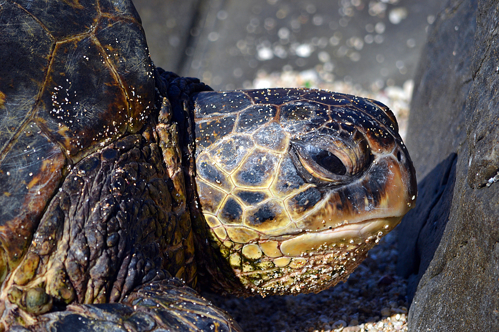 Green sea turtle, Chelonia mydas, rests in the sand of Ho'okipa Beach, Maui, Hawaii, USA