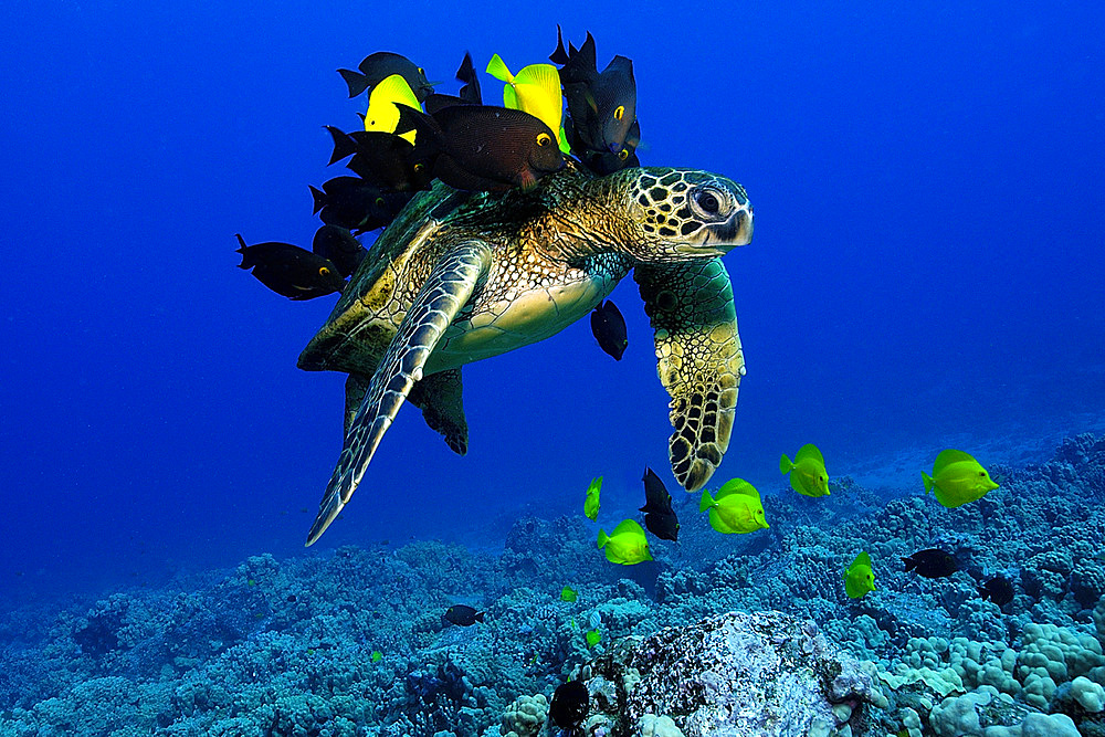 Green sea turtle, Chelonia mydas, gets cleaned by yellow tangs, Zebrasoma flavescens and lined bristletooth, Ctenochaetus striatus, Kailua-Kona, Hawaii, (N. Pacific)