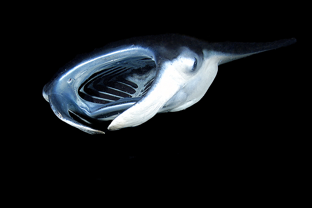 Manta ray, Manta birostris, feeding at night, Kailua-Kona, Big Island, Hawaii