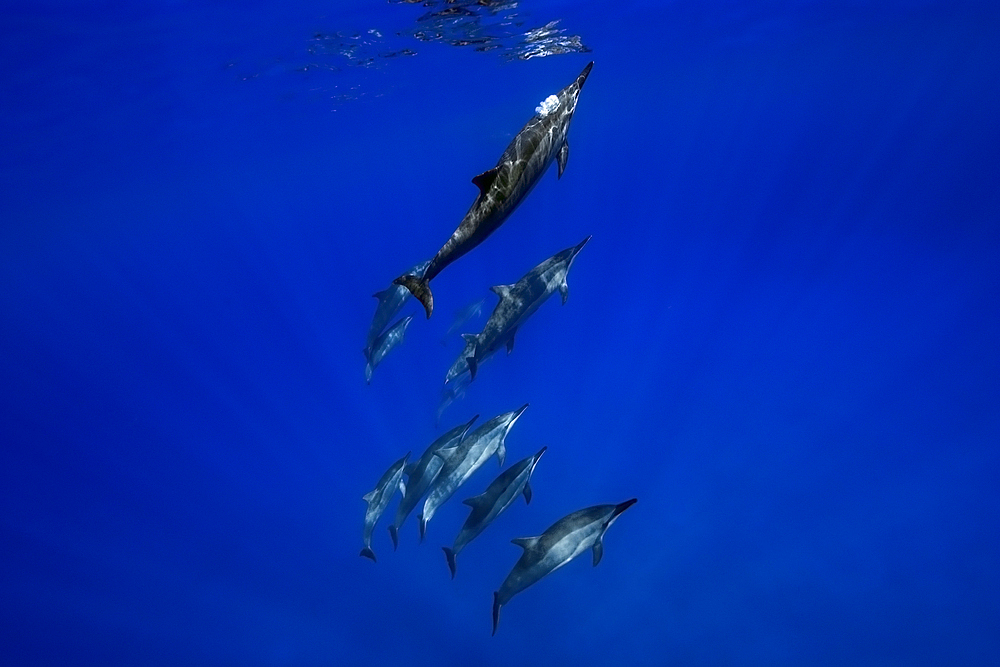 Spinner dolphins Stenella longirostris, Big Island, Hawaii, USA