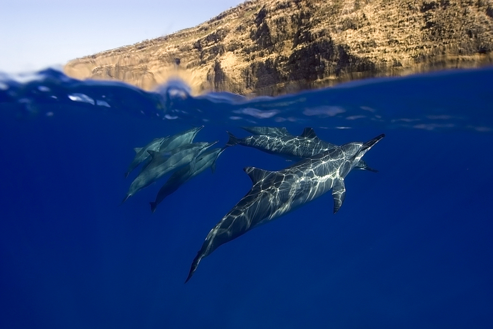 Split image of Spinner dolphins Stenella longirostris, and cliff, Big Island, Hawaii, USA