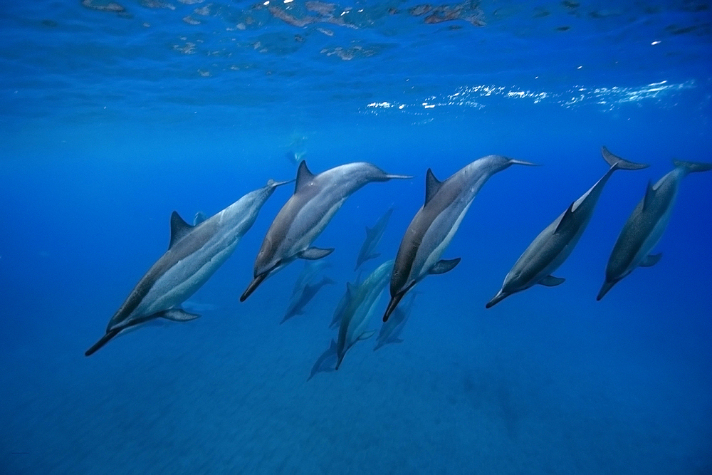 Spinner dolphins Stenella longirostris, Big Island, Hawaii, USA