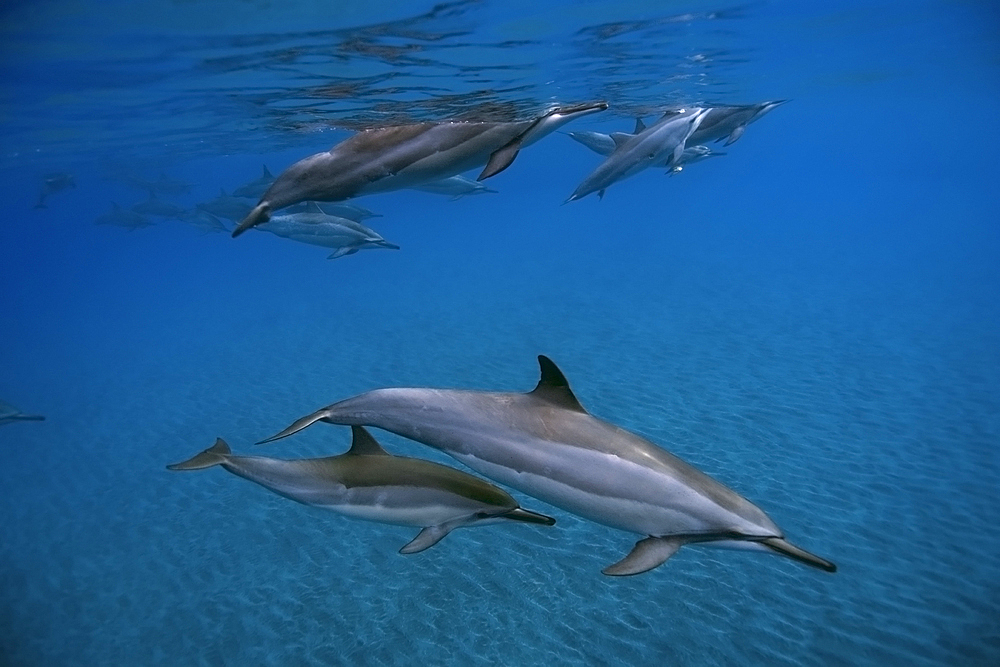 Spinner dolphins Stenella longirostris, Big Island, Hawaii, USA