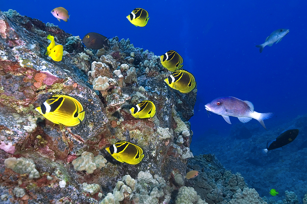 Racoon butterflyfish, Chaetodon lunula, and Doublebar goatfish, Parupeneus bifasciatus, Kailua-Kona, Hawaii