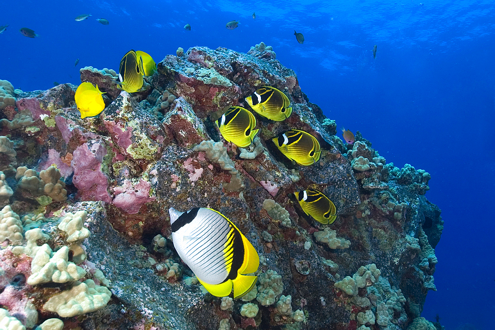 Racoon butterflyfish, Chaetodon lunula, and lined butterflyfish, Chaetodon lineolatus, Kailua-Kona, Hawaii