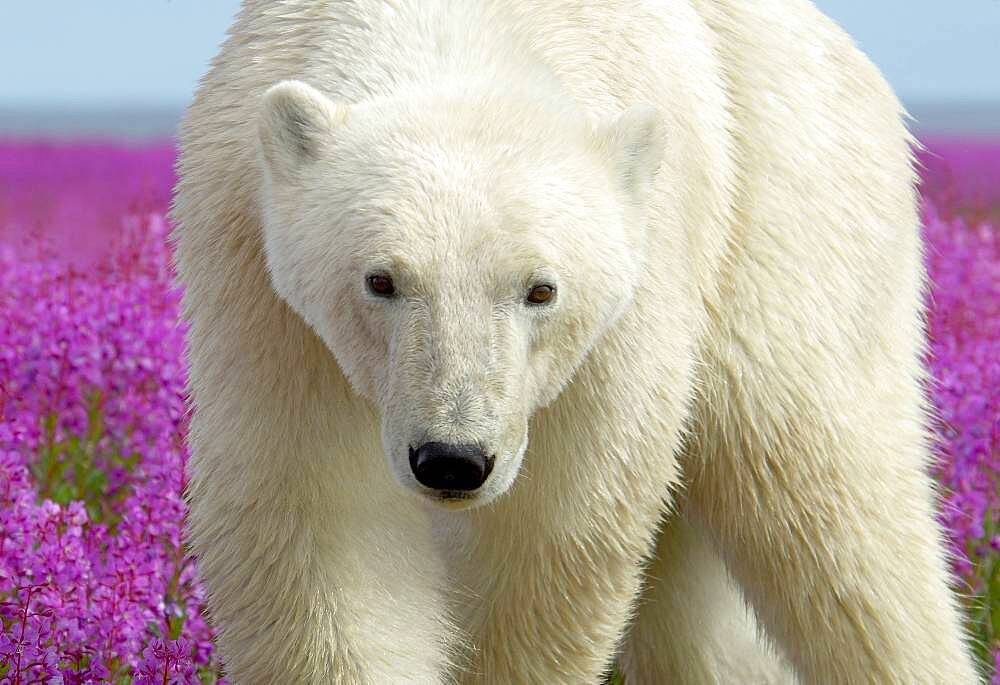 Polar Bear (Ursa maritimus) in fireweed (Epilobium angustifolium) on an island off the sub-arctic coast of Hudson Bay, Churchill, Manitoba, Canada. Bears come to spend the summer loafing on the island and looking for a careless seal or dead whale to wash up. Global warming has shortened their winter so they are increasingly looking for food in the summer.