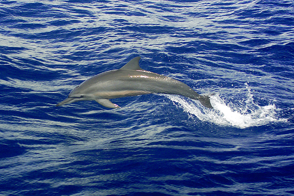 Spinner dolphin, Stenella longirostris, Namu atoll, Marshall Islands (N. Pacific).MID0042