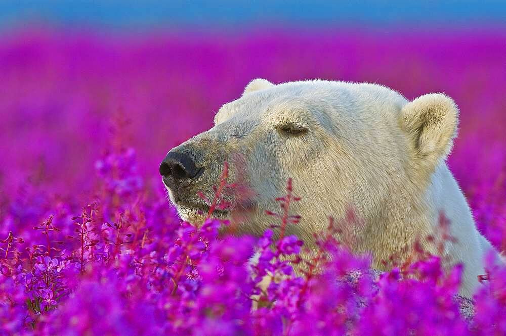 Polar Bear (Ursa maritimus) in fireweed (Epilobium angustifolium)