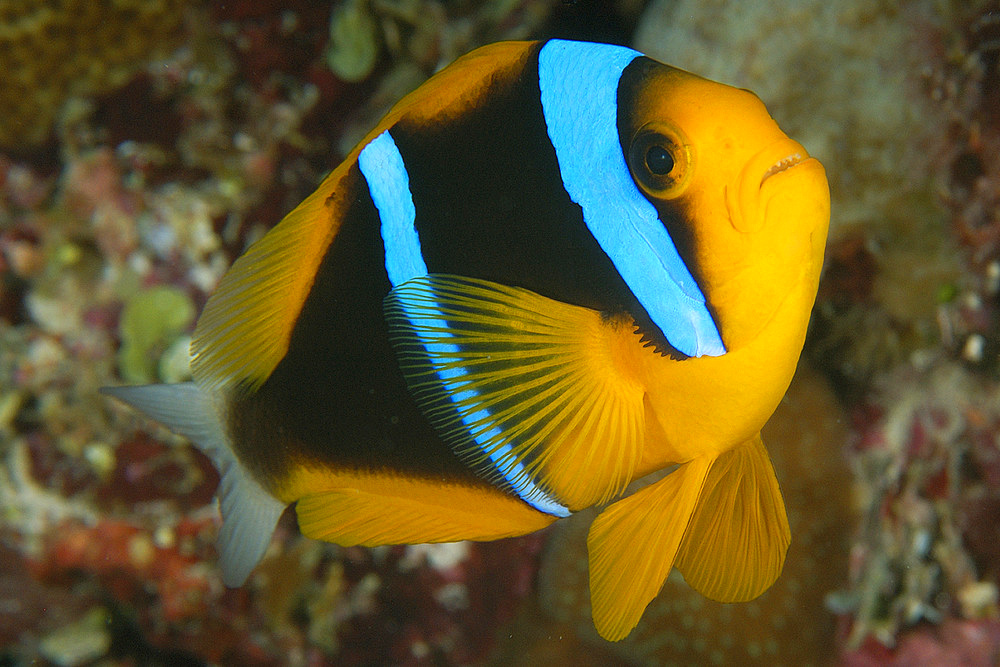 Orange-finned anemonefish, Amphiprion chrysopterus, and Merten's sea anemone, Stichodactyla mertensii, Namu atoll, Marshall Islands (N. Pacific).