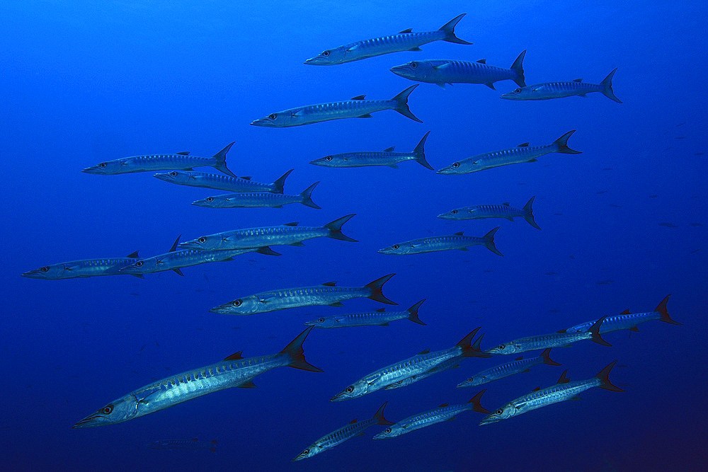 Blackfin barracuda, Sphyraena qenie, schooling, Namu atoll, Marshall Islands (N. Pacific).