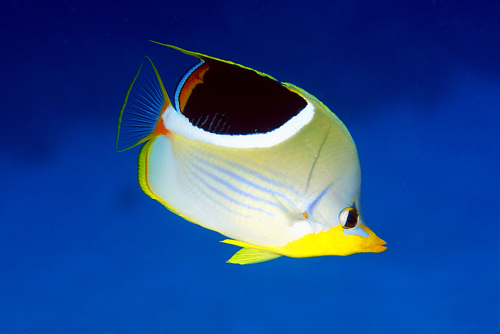 Saddled butterflyfish, Chaetodon ephippium, Namu atoll, Marshall Islands (N. Pacific).