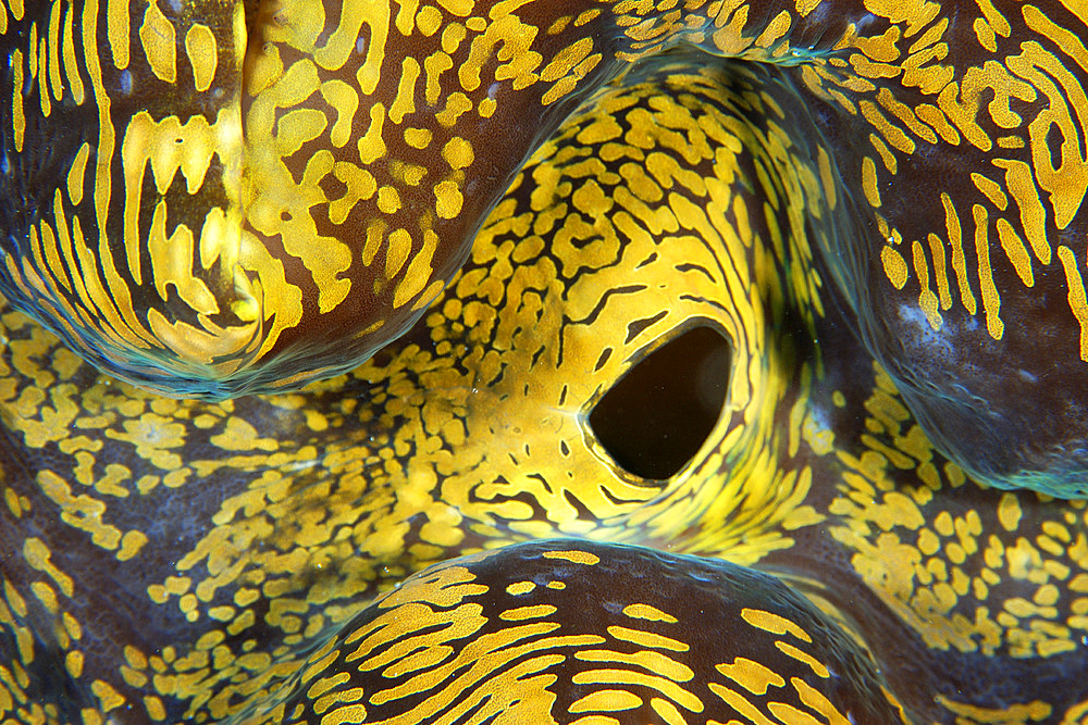 Fluted giant clam, Tridacna squamosa, siphon detail, Namu atoll, Marshall Islands (Pacific).