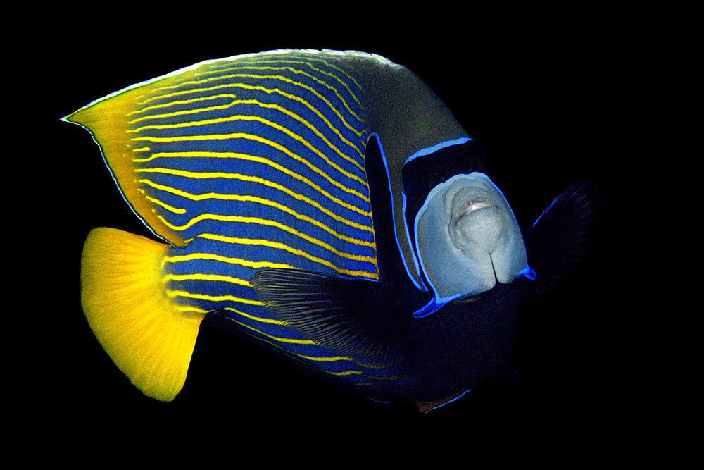 Emperor angelfish, Pomacanthus imperator, Namu atoll, Marshall Islands (N. Pacific).