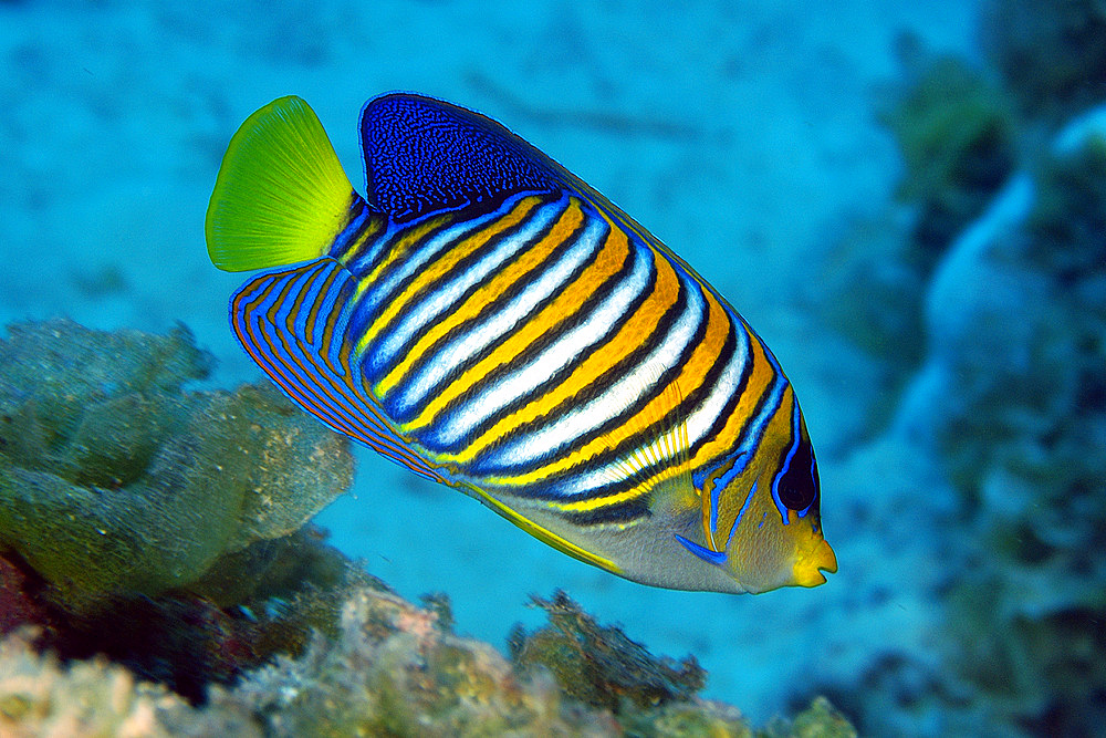 Regal angelfish, Pygoplites diacanthus, Namu atoll, Marshall Islands (N. Pacific).