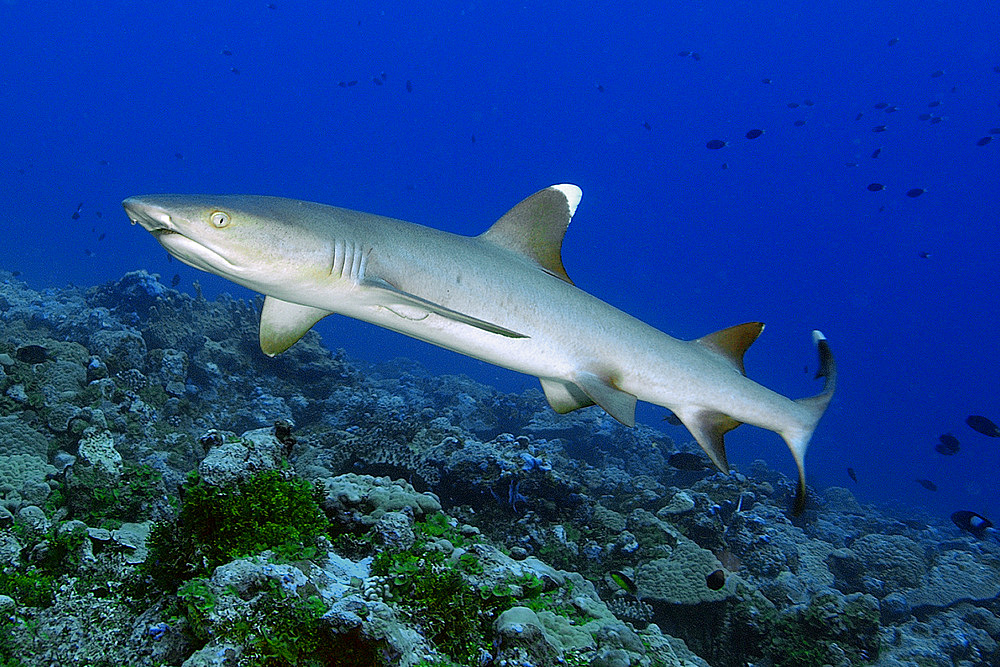 Whitetip reef shark, Triaenodon obesus, Namu atoll, Marshall Islands (N. Pacific).