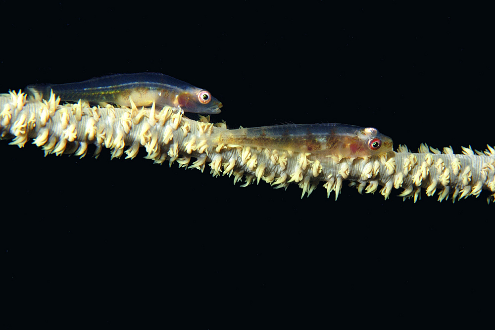 Pair of wire coral gobies, Bryaninops yongei, on wire coral, Cirripathes anguina,Ailuk atoll, Marshall Islands, Pacific