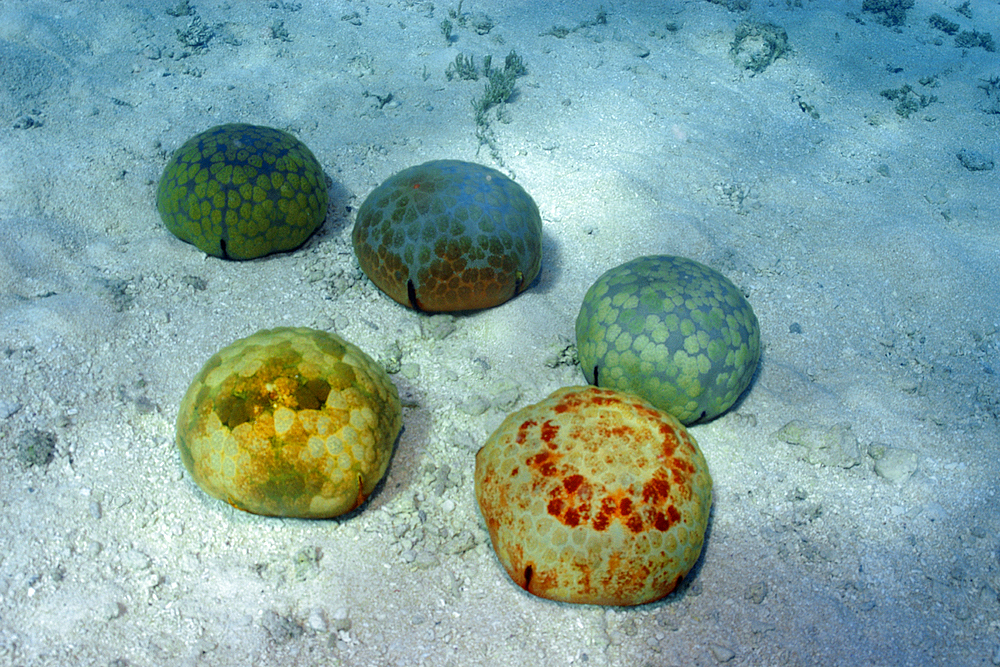 Cushion star, Culcita novaguineae, skin texture, Ailuk atoll, Marshall Islands, Pacific