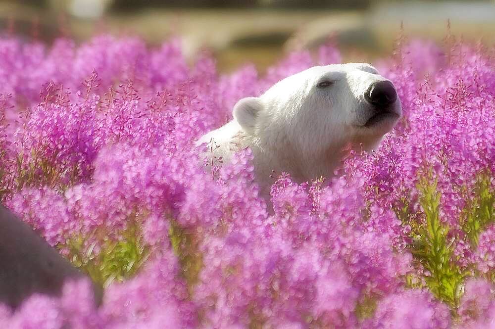 Polar Bear (Ursa maritimus) in fireweed (Epilobium angustifolium)